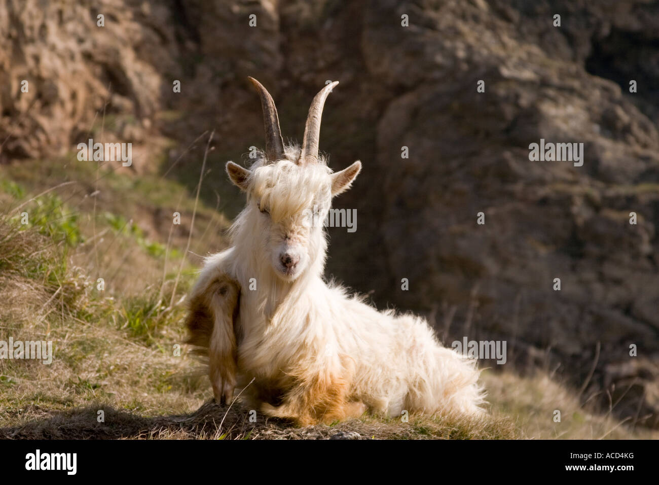 Le grand orme (Pen-y-Gogarth) Chèvre des montagnes du Cachemire dont les ancêtres aurait sillonné les montagnes du nord de l'Inde Banque D'Images