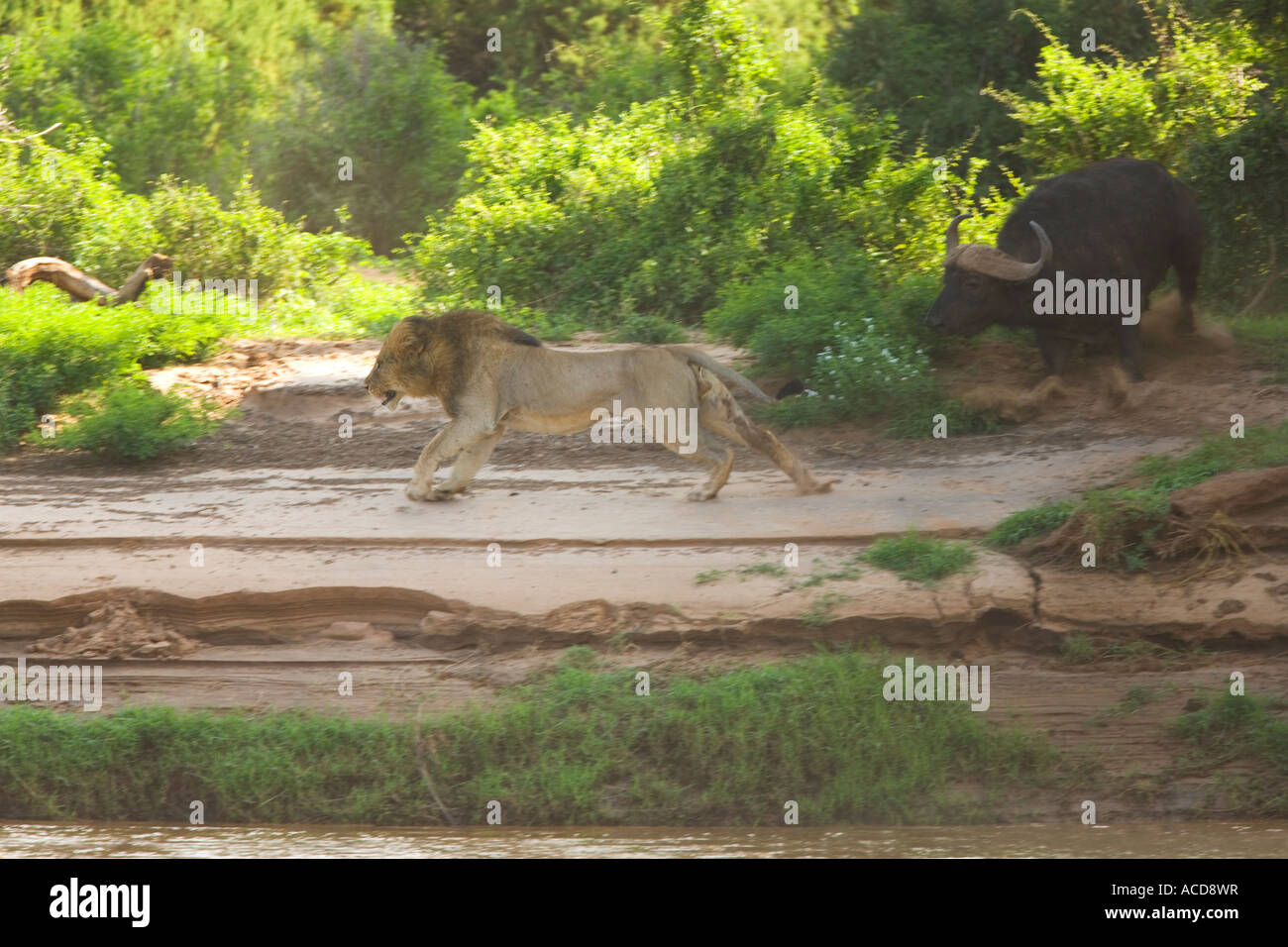 Buffalo s'attaquer à un homme lion sur les rives de l'Ewaso Nyiro Samburu National Nature Reserve Kenya Afrique de l'Est Banque D'Images