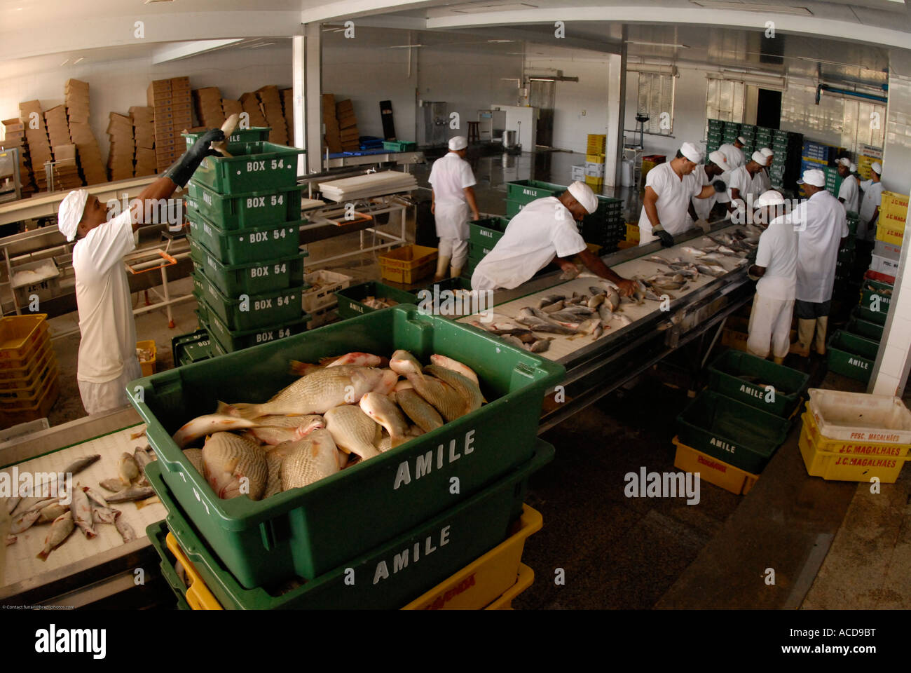 Les travailleurs d'usine de transformation de la pêche La ville de Cabo Frio Brésil de l'État de Rio de Janeiro Banque D'Images