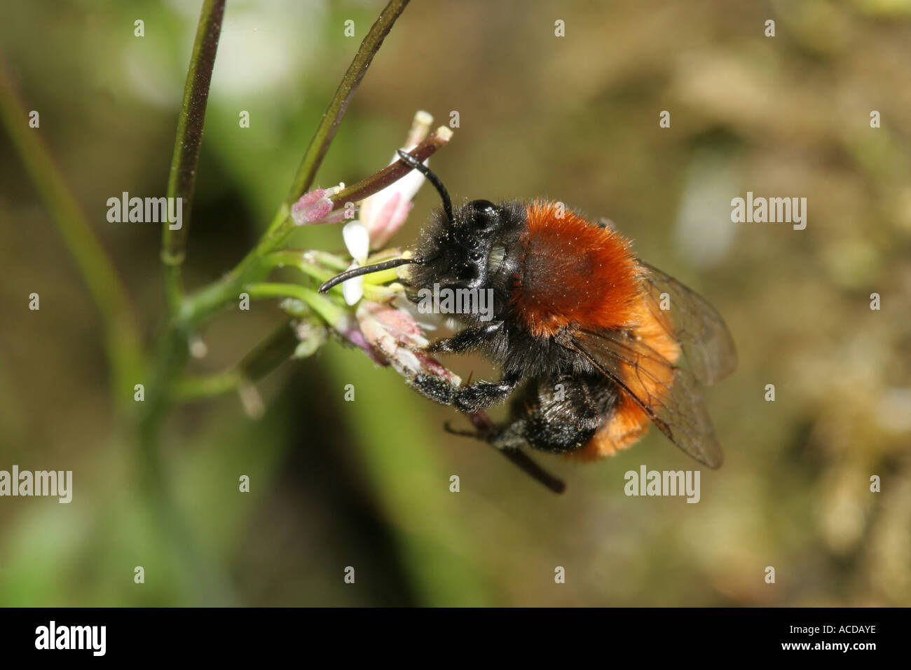 Fauve femelle abeille Andrena fulva minière sur Fleur UK Banque D'Images