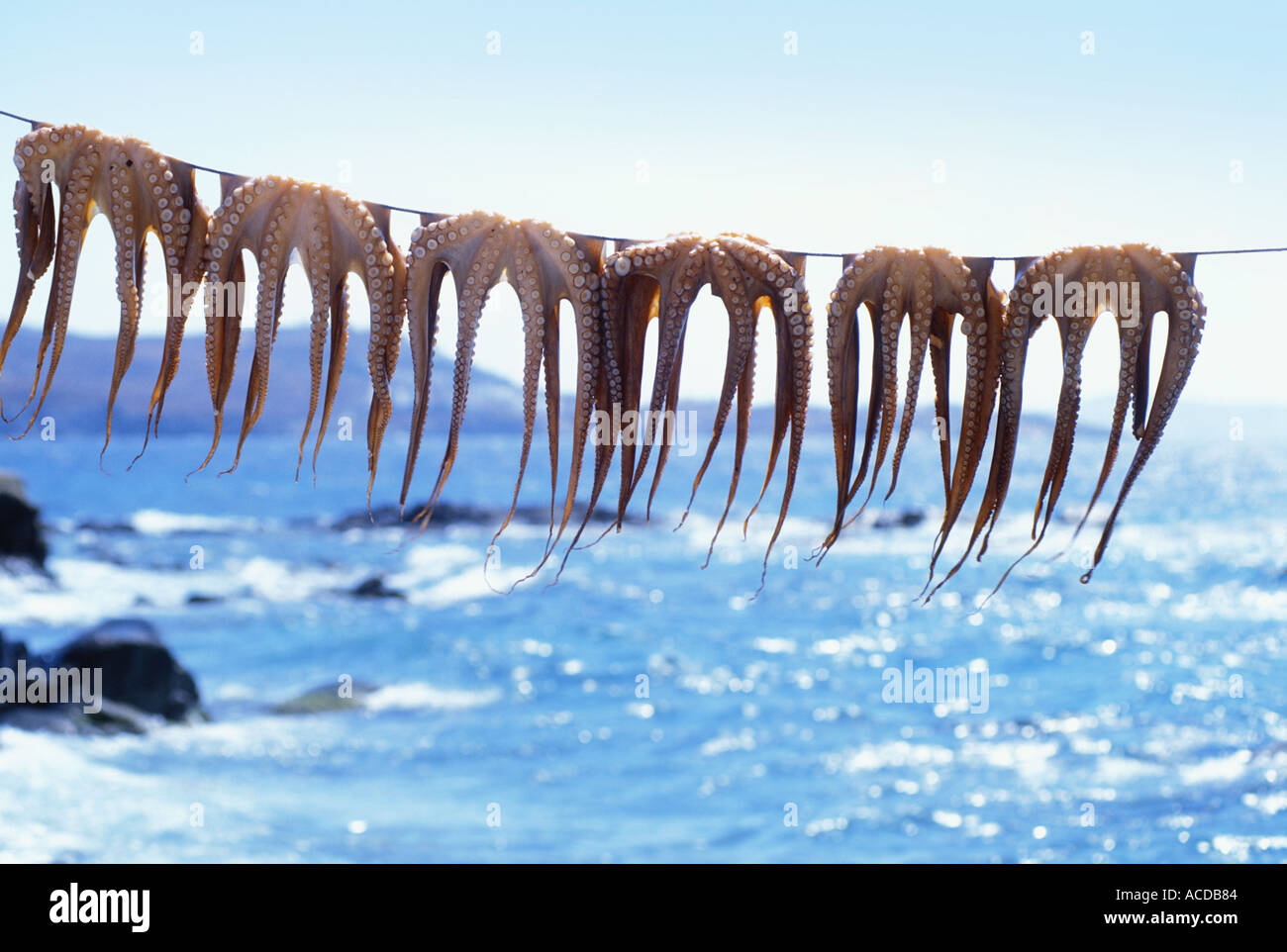 Grèce Îles Cyclades MYKONOS ISLAND PIEUVRES Banque D'Images