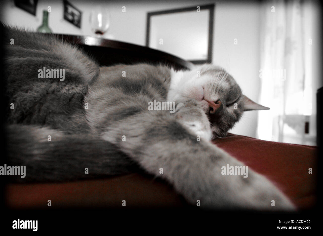 Drunk cat sleeping Banque D'Images