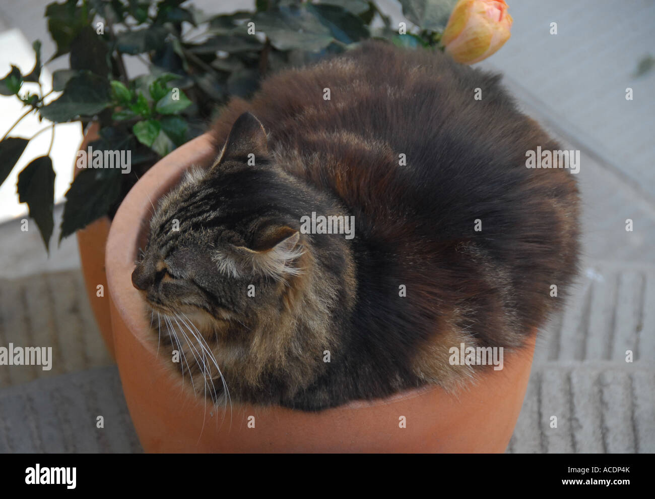 Chat tigré endormi dans un pot en terre cuite . Vernazza , Cinque Terre , Ligurie , Italie du Nord , Europe . Banque D'Images