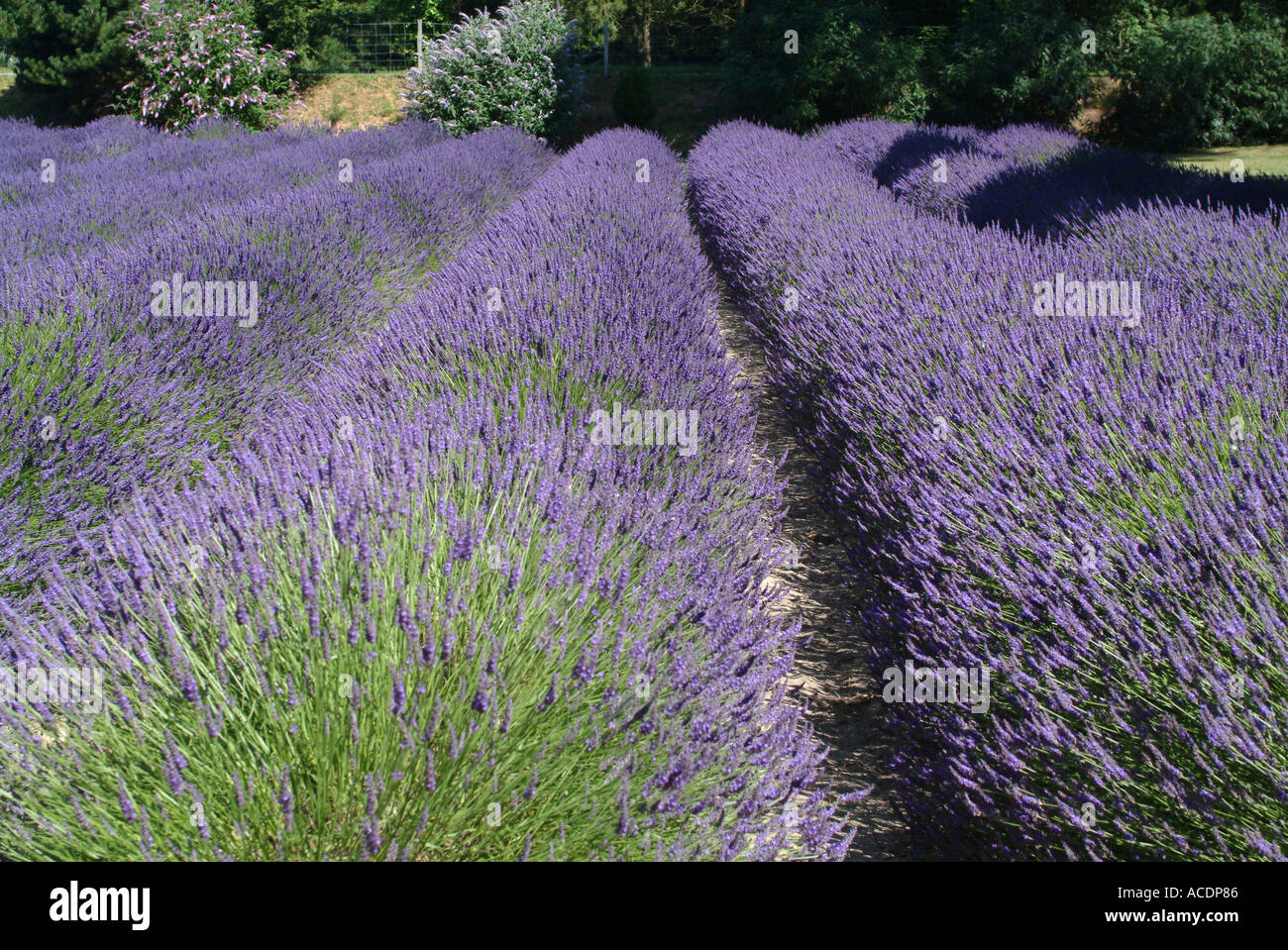 Lavender Farm à St Brelade Jersey Channel Islands Banque D'Images
