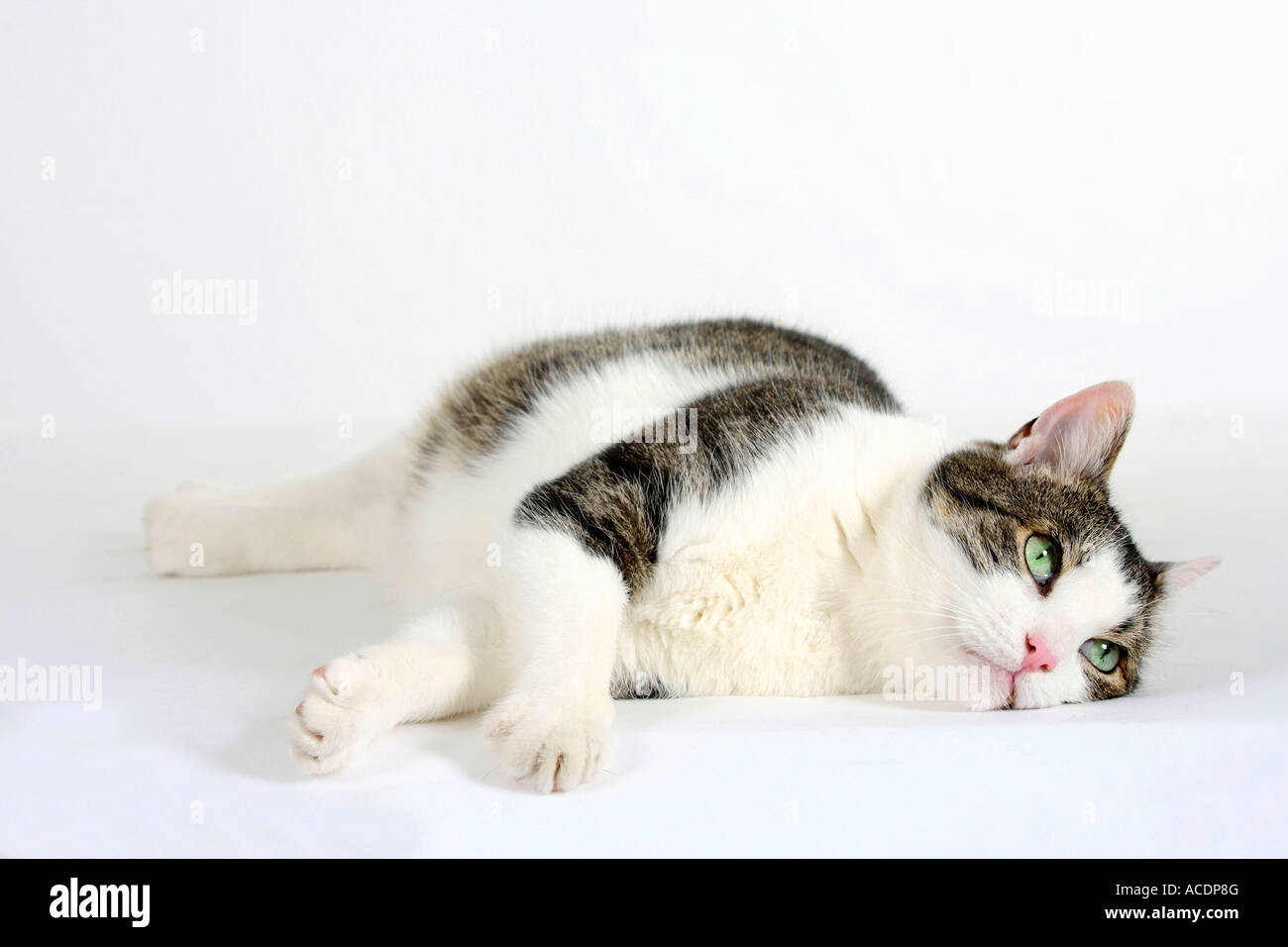 Chat domestique Banque D'Images