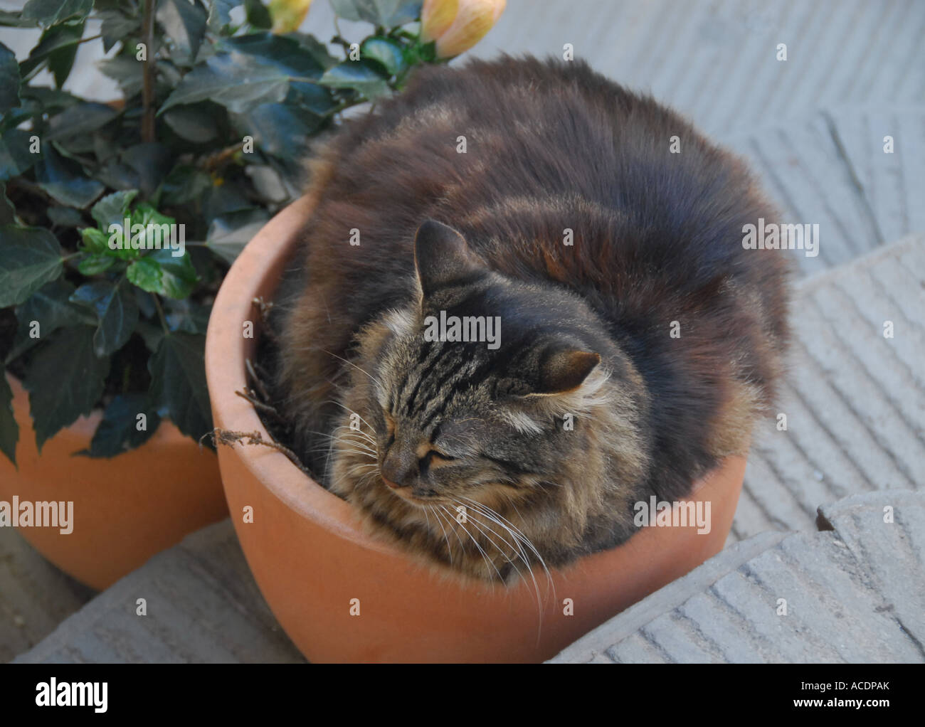 Chat tigré endormi dans un pot en terre cuite . Vernazza , Cinque Terre , Ligurie , Italie du Nord , Europe . Banque D'Images