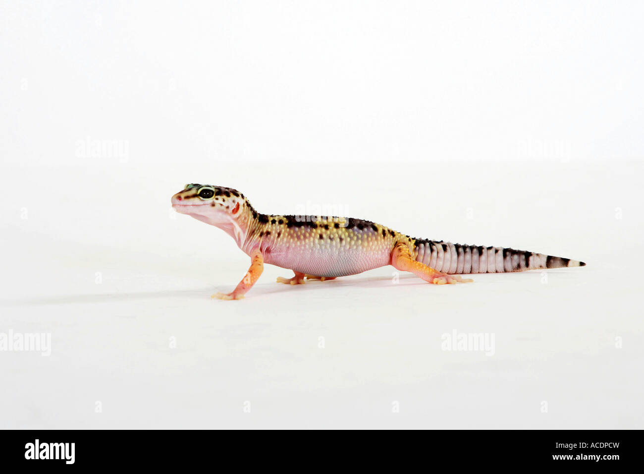 Gecko léopard Eublepharis macularis Banque D'Images