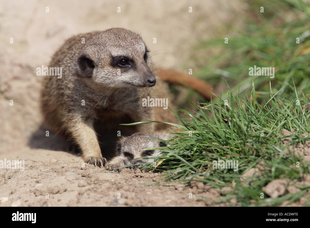 Homme de la terre mère avec bébé - Suricates Suricata suricatta Banque D'Images