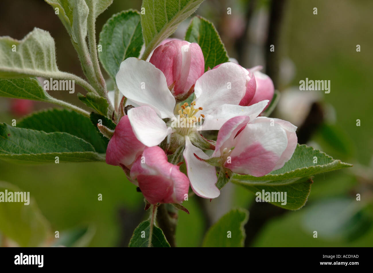 Une fleur sur King James Grieve apple tree avec bourgeons non ouvert rouge d'autres fleurs Banque D'Images