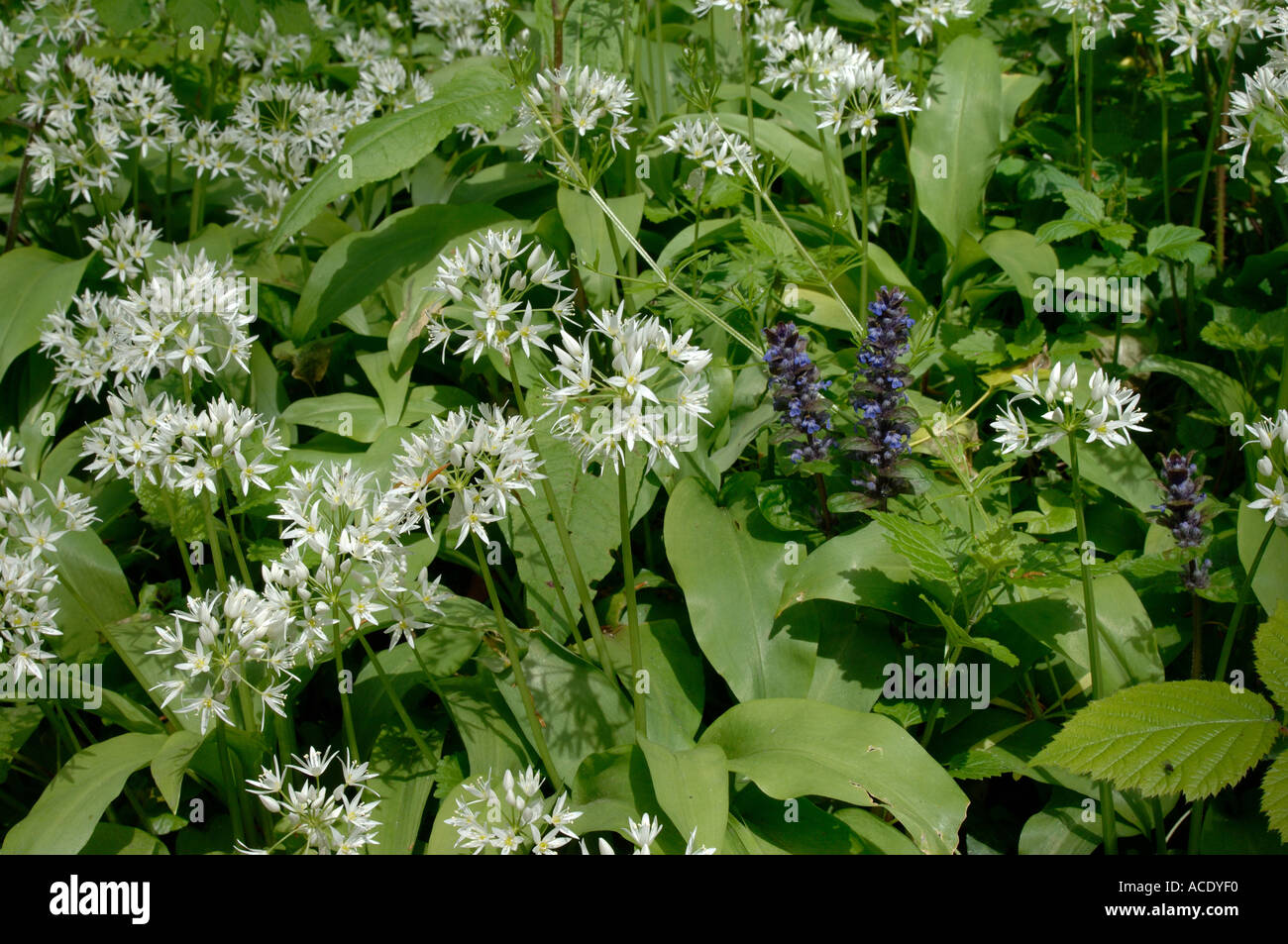 Ramsons ou ail d'Allium ursinum floraison dans le Devon avec le lierre terrestre bleu bois Banque D'Images