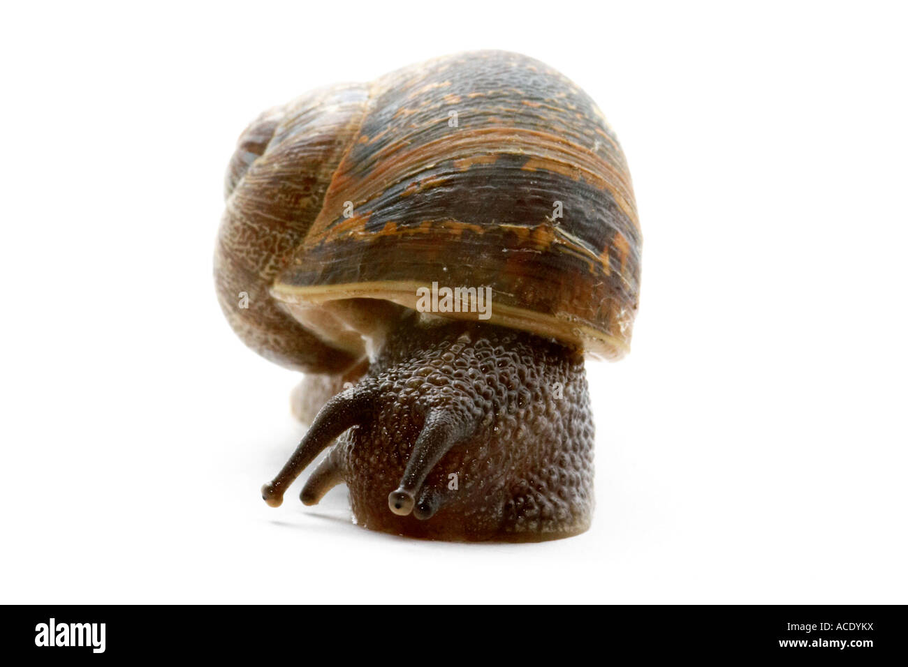 Escargot, Helix aspersa Banque D'Images