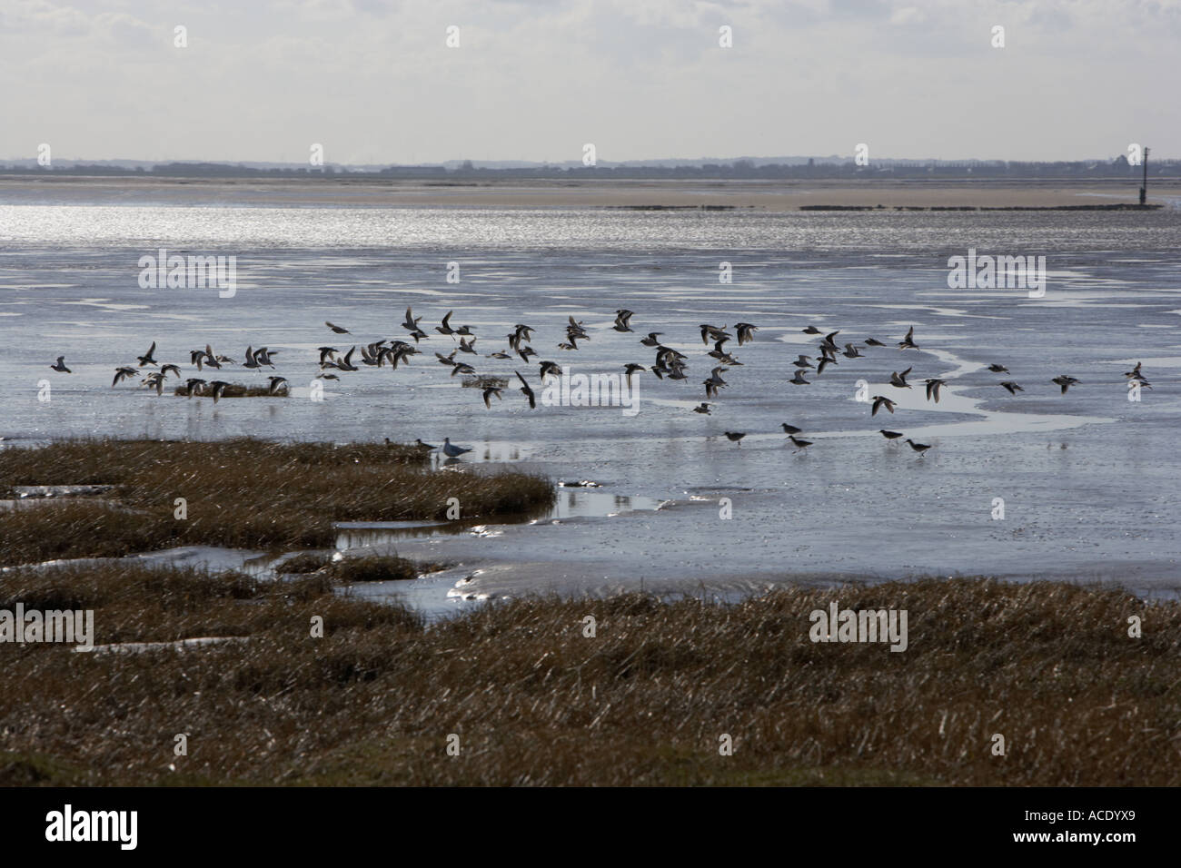 Grannys Bay nouveau sur la réserve RSPB vasières Ribble à Lytham Lancashire troupeau de Dunlin Banque D'Images