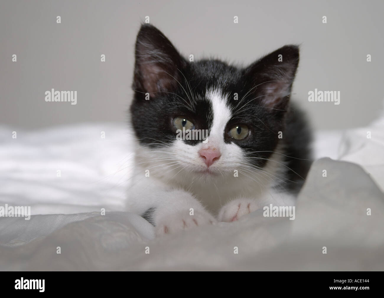 Calin Mignon Chaton Noir Blanc Felix Photo Stock Alamy Calin Mignon Chaton Noir Blanc Felix Photo Stock Alamy