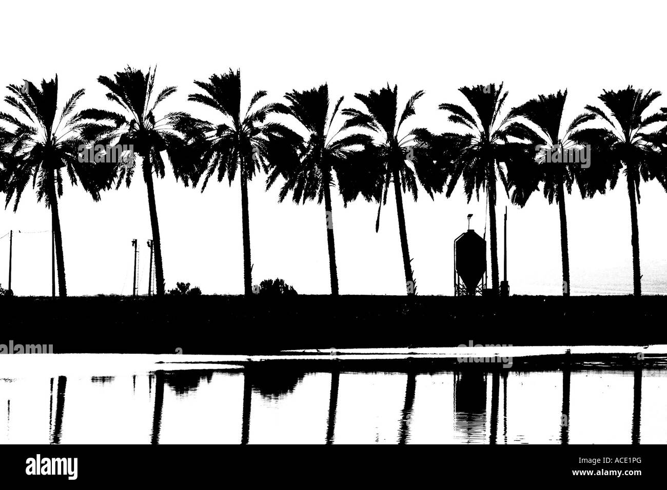 Israël Galilée silhouette de palmiers avec une piscine de reproduction des poissons dans le premier plan en noir et blanc Banque D'Images