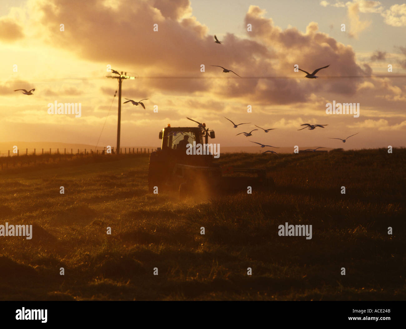 dh Farm Tractor fauchant du foin FAUCHANT du Royaume-Uni Écosse coucher de soleil avec des mouettes après la récolte fermier du royaume-uni cultivant le champ de crépuscule doré fermiers orkney Banque D'Images