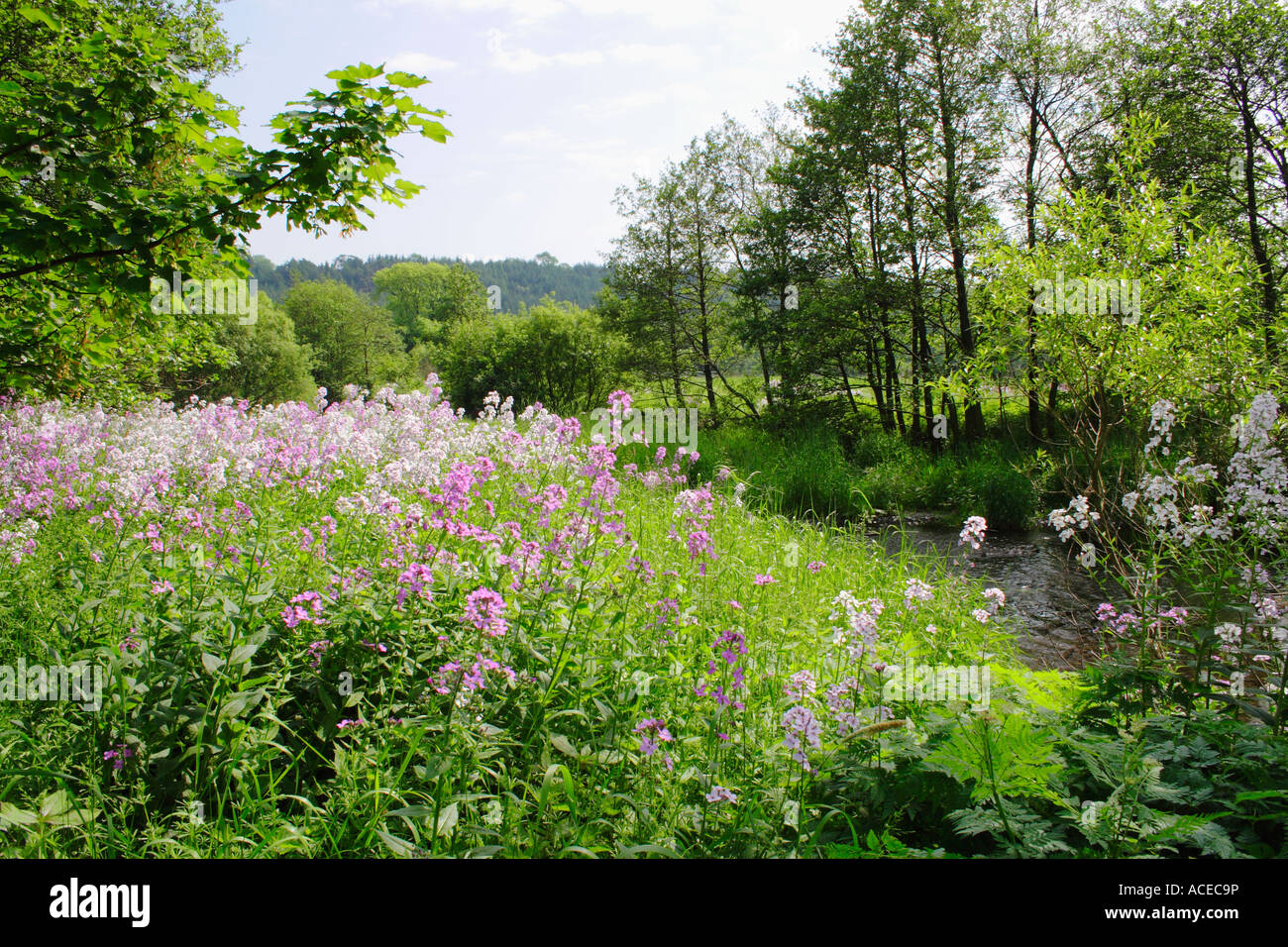 Dames violet pousse dans profusion à côté de la rivière Devon en Ecosse Clackmannanshire Hesperis matronalis Banque D'Images