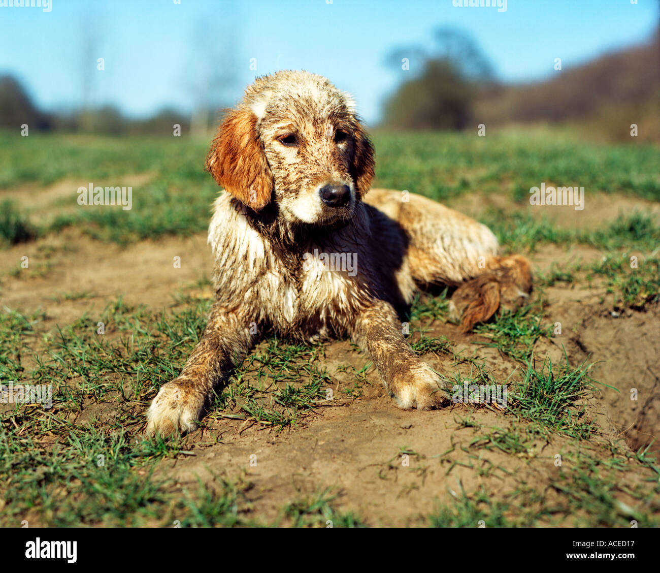 Golden Retriever dog couvert de boue Banque D'Images