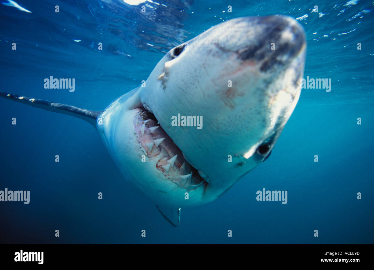 NJ 9 photo Grand requin blanc Carcharodon carcharias Photo Copyright Brandon Cole Banque D'Images