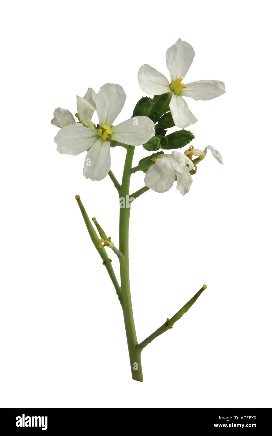 Le radis blanc - Raphanus sativus L. var. radicula DC. Banque D'Images
