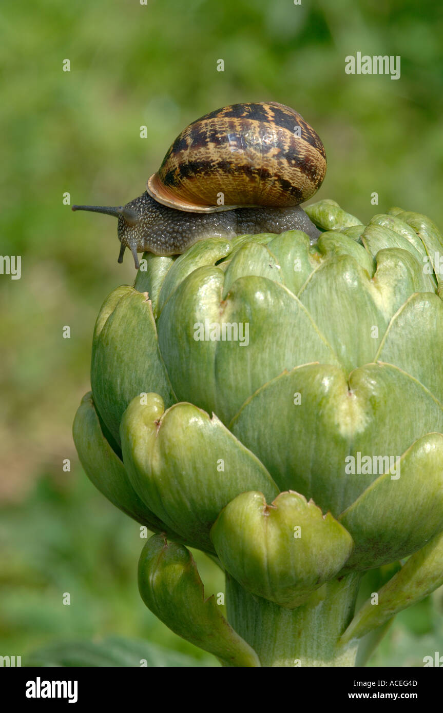 Escargot Cornu aspersum sur un bouton floral de l'artichaut Banque D'Images