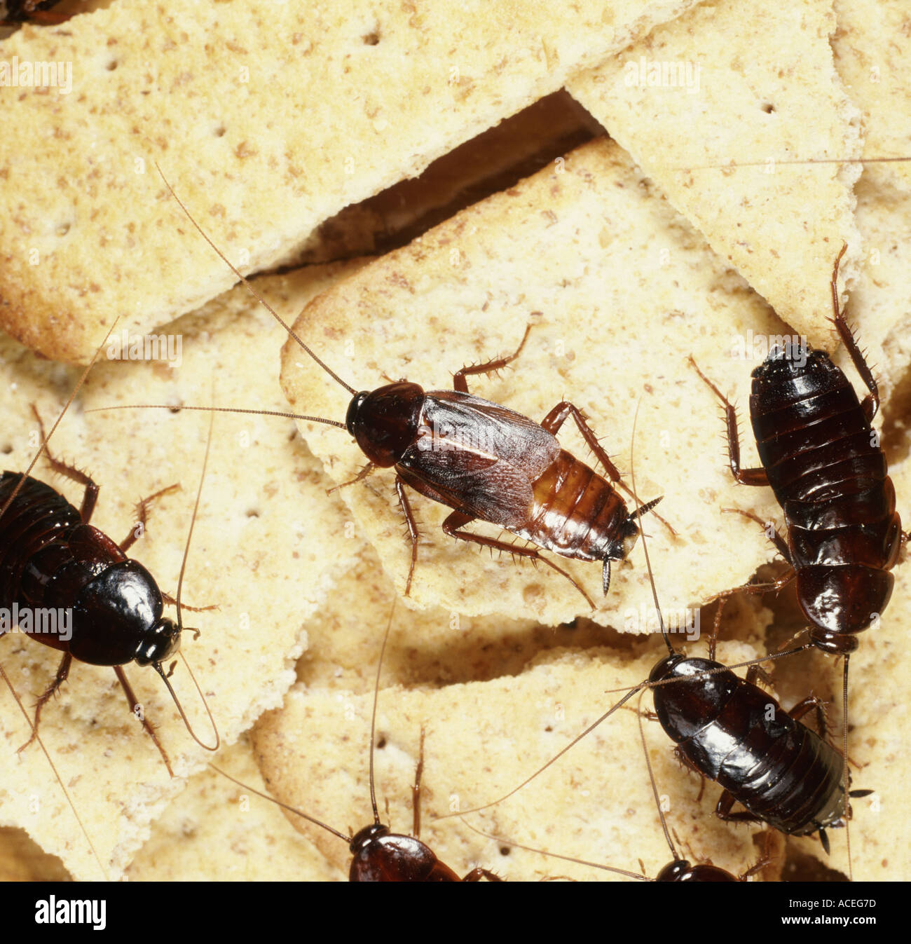 Les blattes orientales sur la Blatta orientalis Banque D'Images