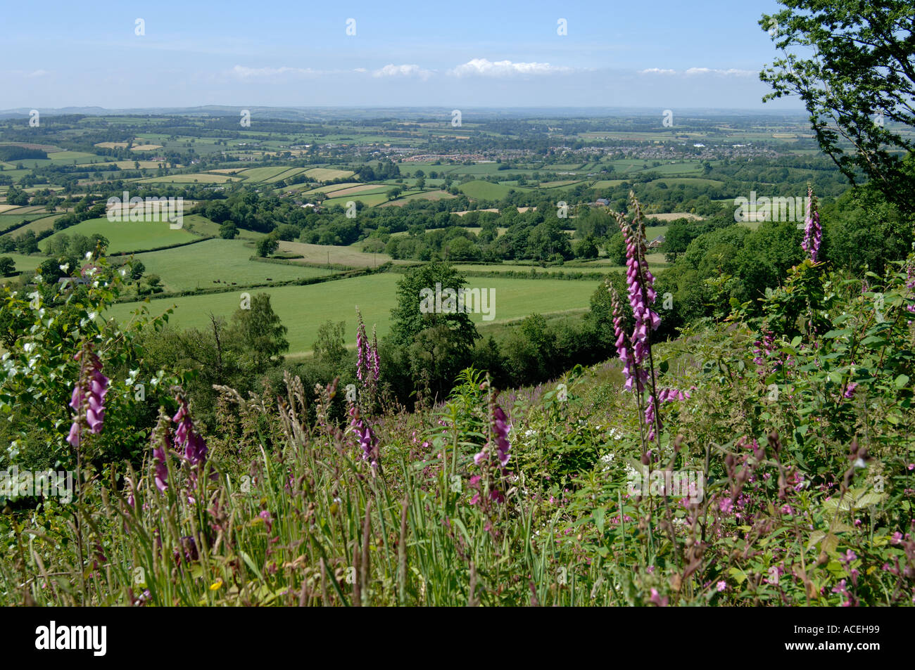 Vue de l'est du Devon Les terres agricoles en été avec de petits champs et de floraison digitales dans l'avant-plan Banque D'Images