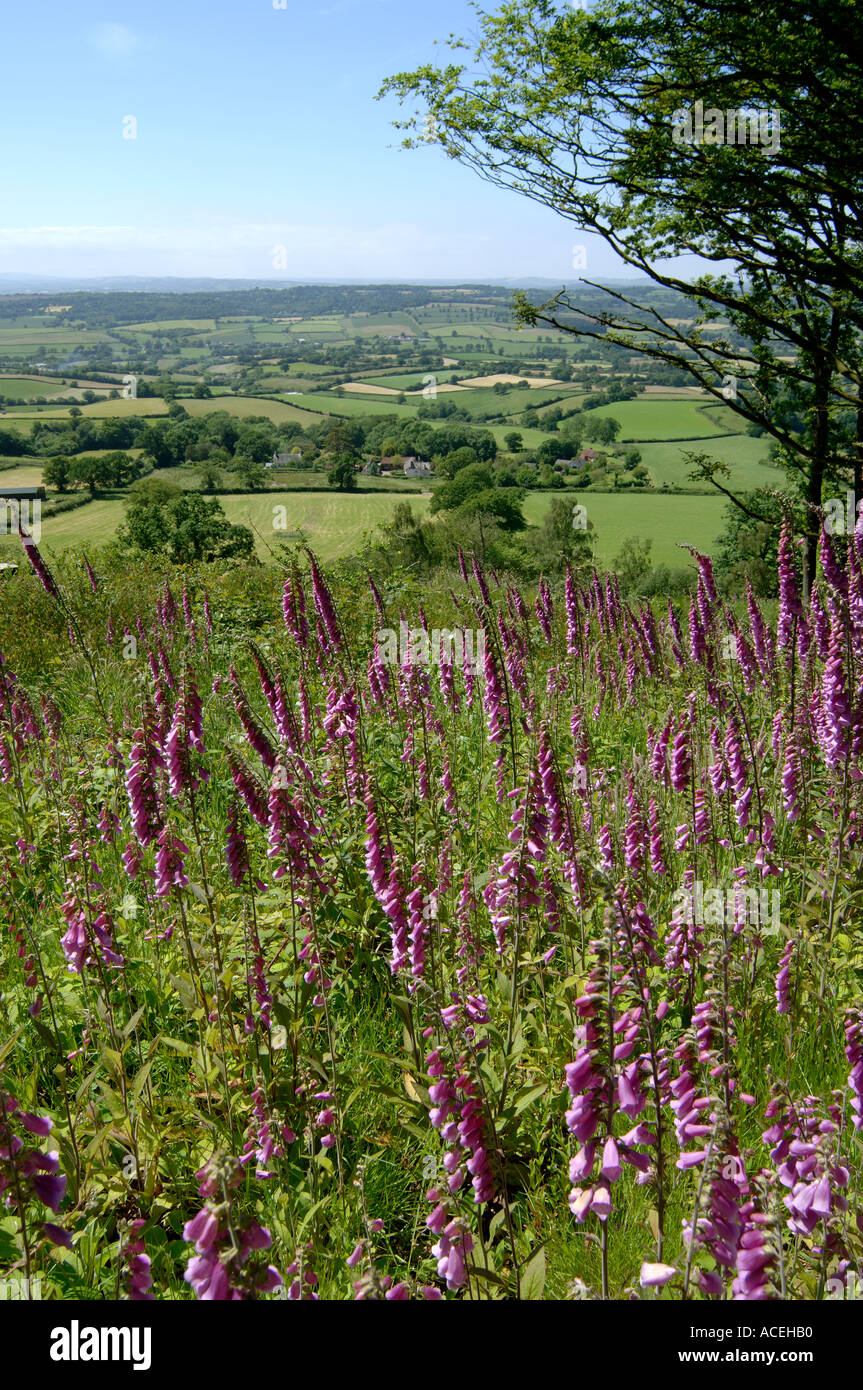 Vue de l'est du Devon Les terres agricoles en été avec de petits champs et de floraison digitales dans l'avant-plan Banque D'Images