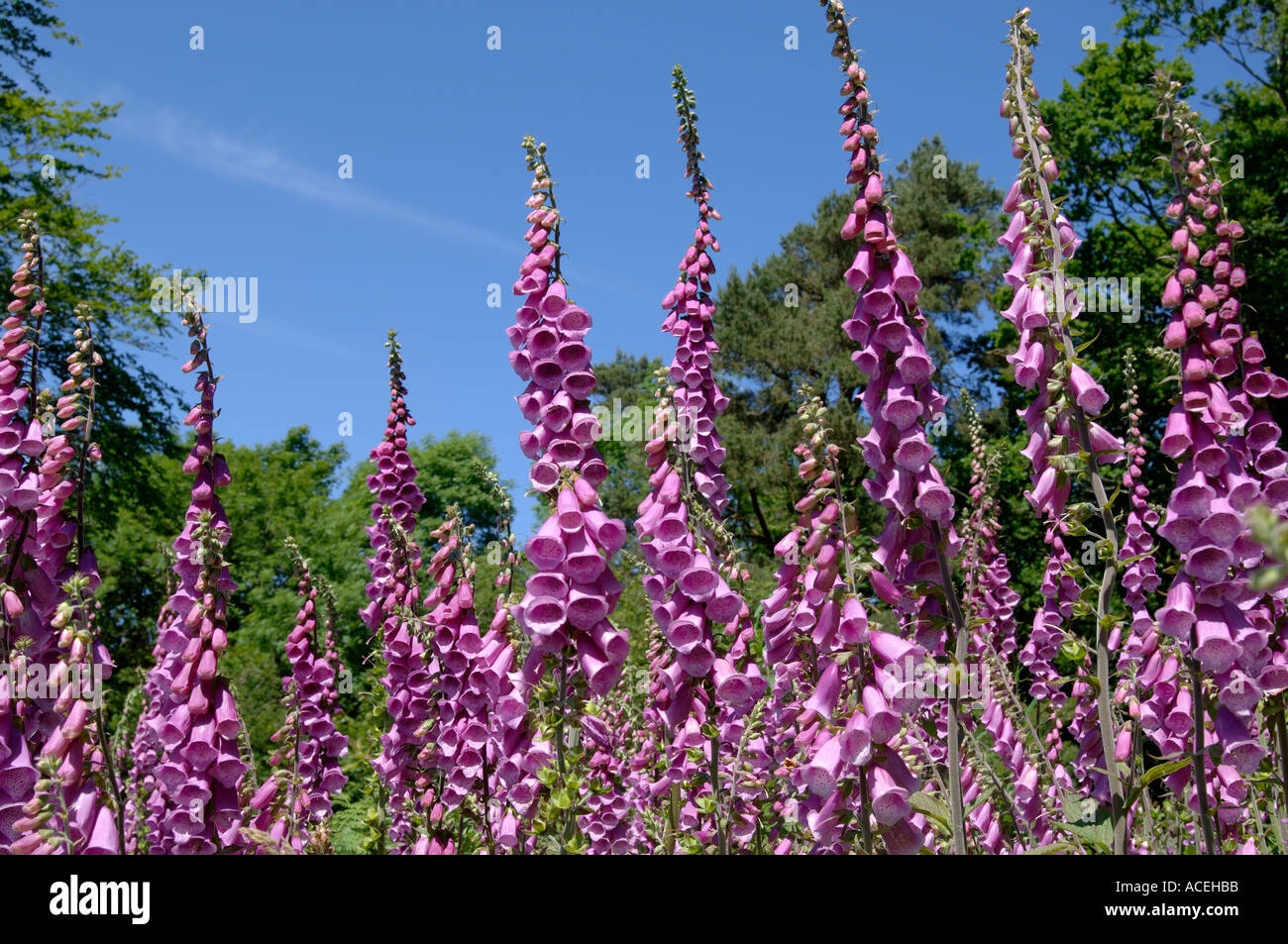 Grand groupe de floraison digitales Digitalis purpurea contre le ciel bleu derrière les arbres Banque D'Images