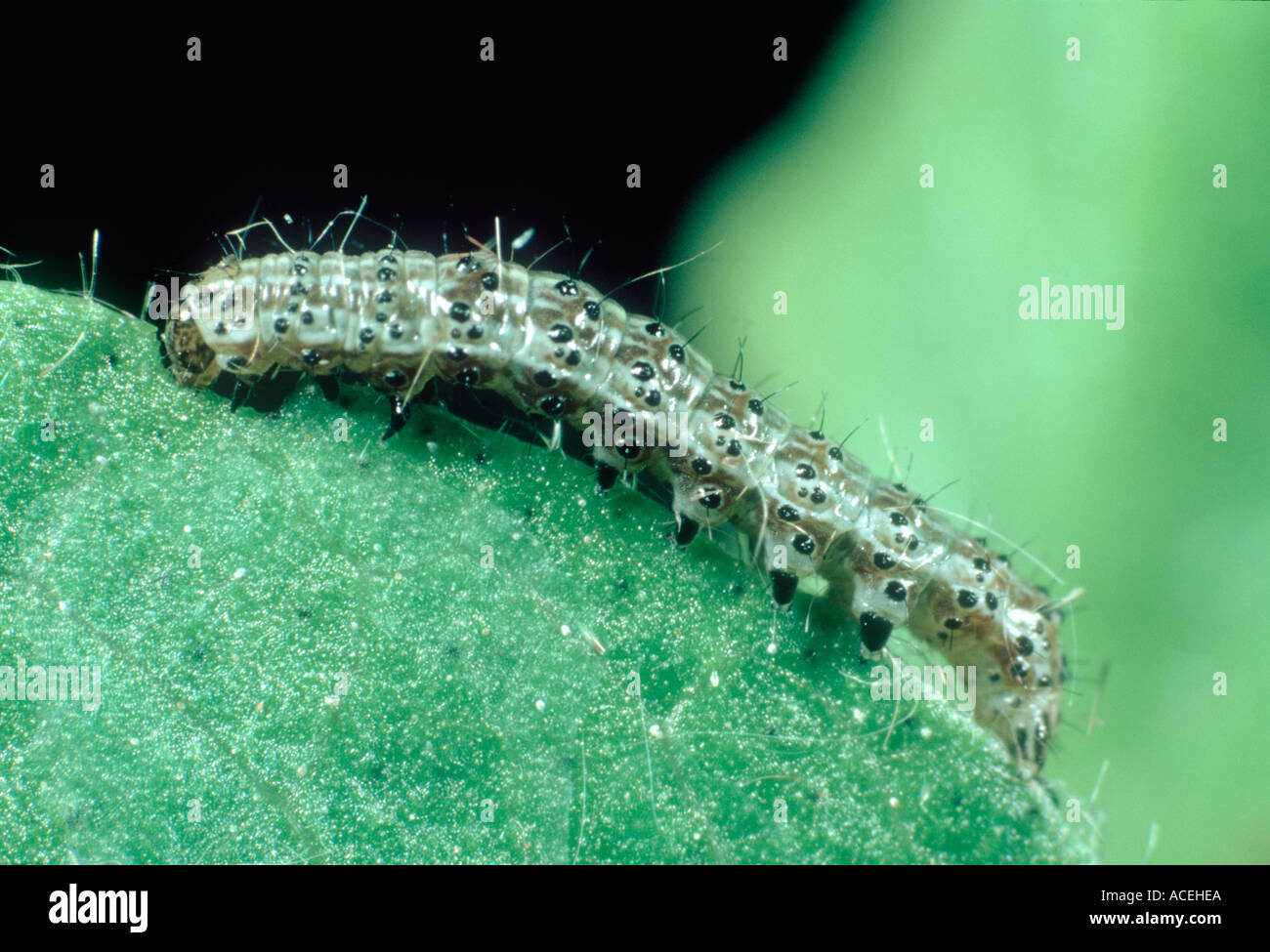 Les Oldworld ou ver de coton Helicoverpa armigera jeune chenille sur une feuille de coton Banque D'Images