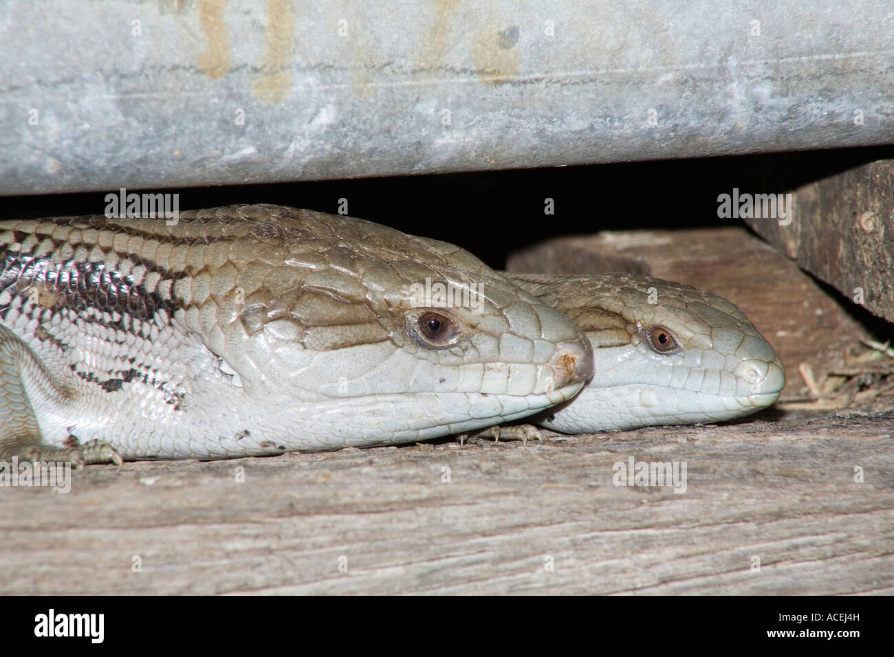 L'Est de langue bleue des lézards, Tiliqua scincoides scincoides. Ils sont le plus grand membre de la famille scinque. Banque D'Images