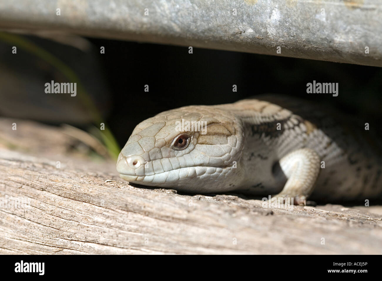 L'Est de langue bleue, lézard Tiliqua scincoides scincoides. Ils sont le plus grand membre de la famille scinque. Banque D'Images