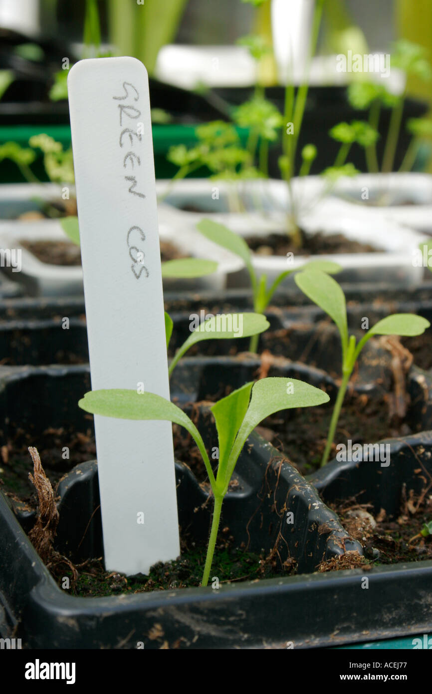 Plants de légumes dans les magasins de l'usine Banque D'Images