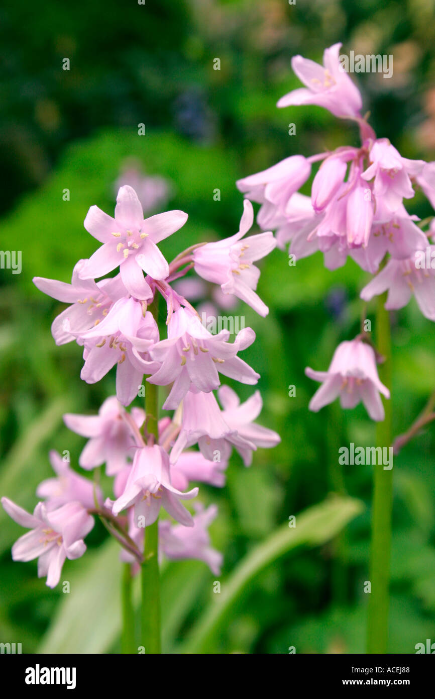 Fleurs roses de jacinthe sauvage nom botanique Endymion non scriptus Soft  focus Photo Stock - Alamy