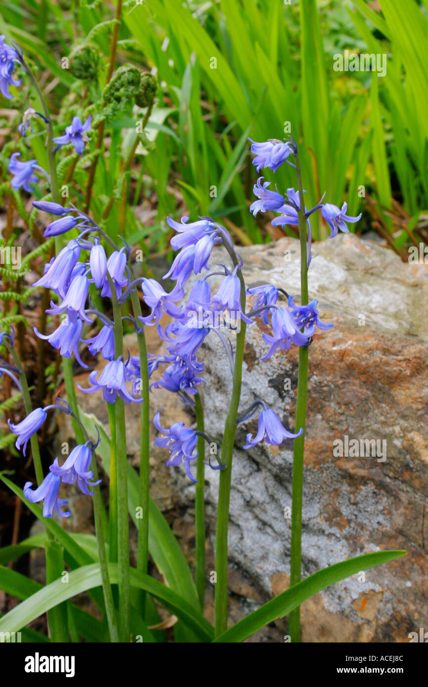 Des fleurs bleu Jacinthe sauvage ou Bluebell Endymion non scriptus nom  botanique Photo Stock - Alamy