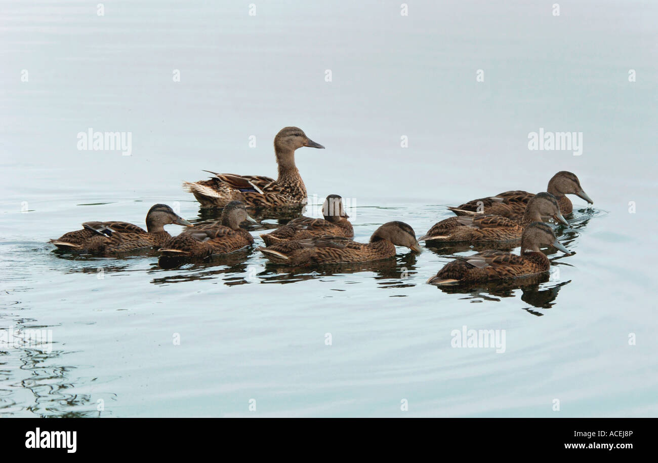 Une famille de canards colverts sur un lac d'eau douce.(Anas platyrhynchos) Banque D'Images