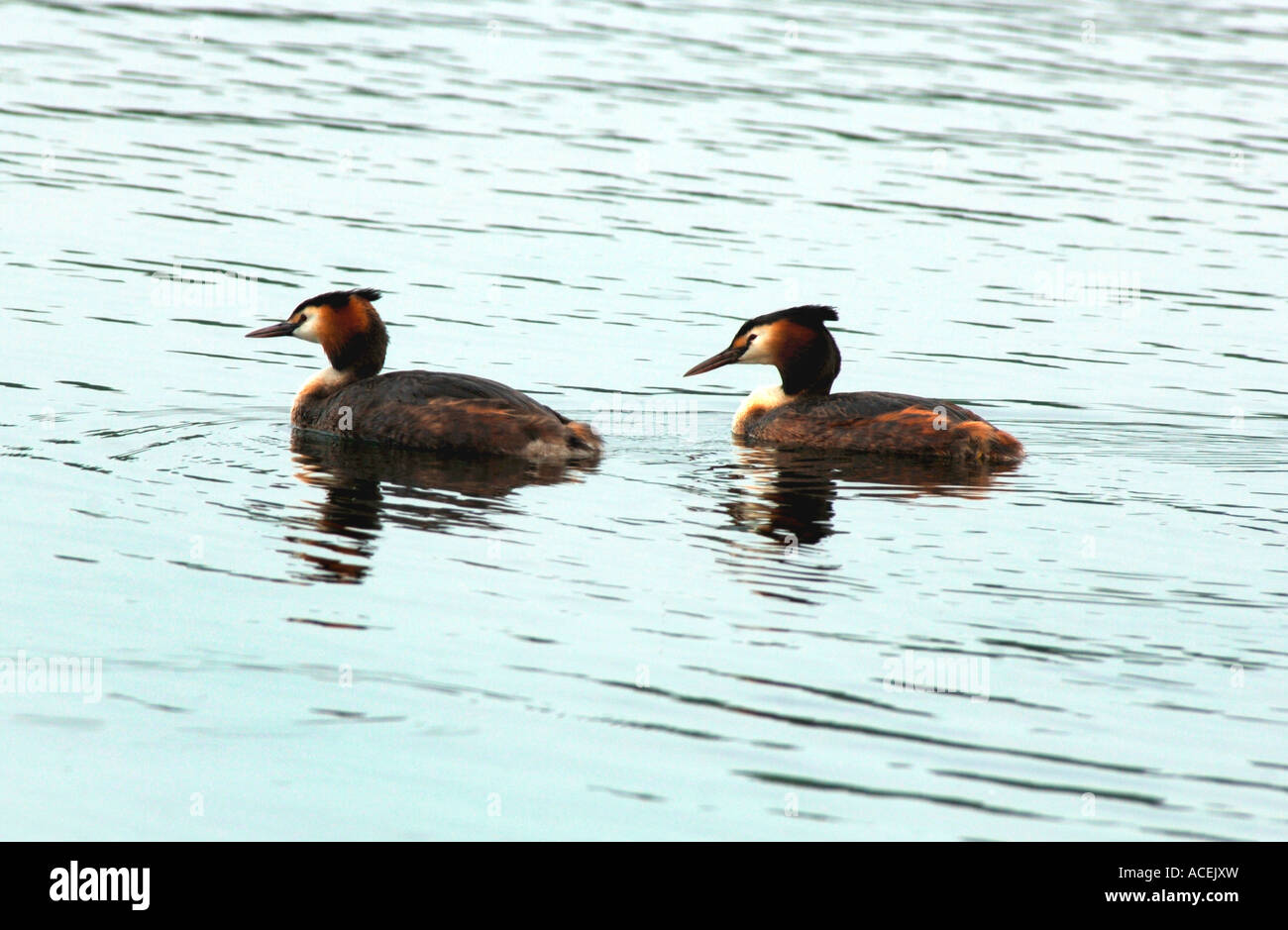 Une paire de grands grèbes huppés.(Podiceps cristatus). Banque D'Images