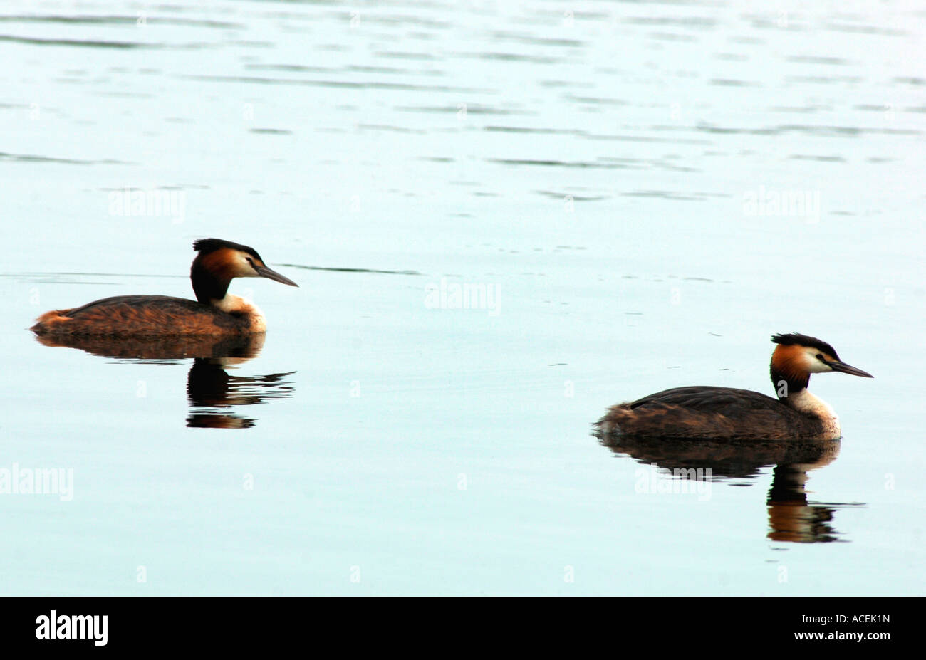 Une paire de grands grèbes huppés.(Podiceps cristatus). Banque D'Images