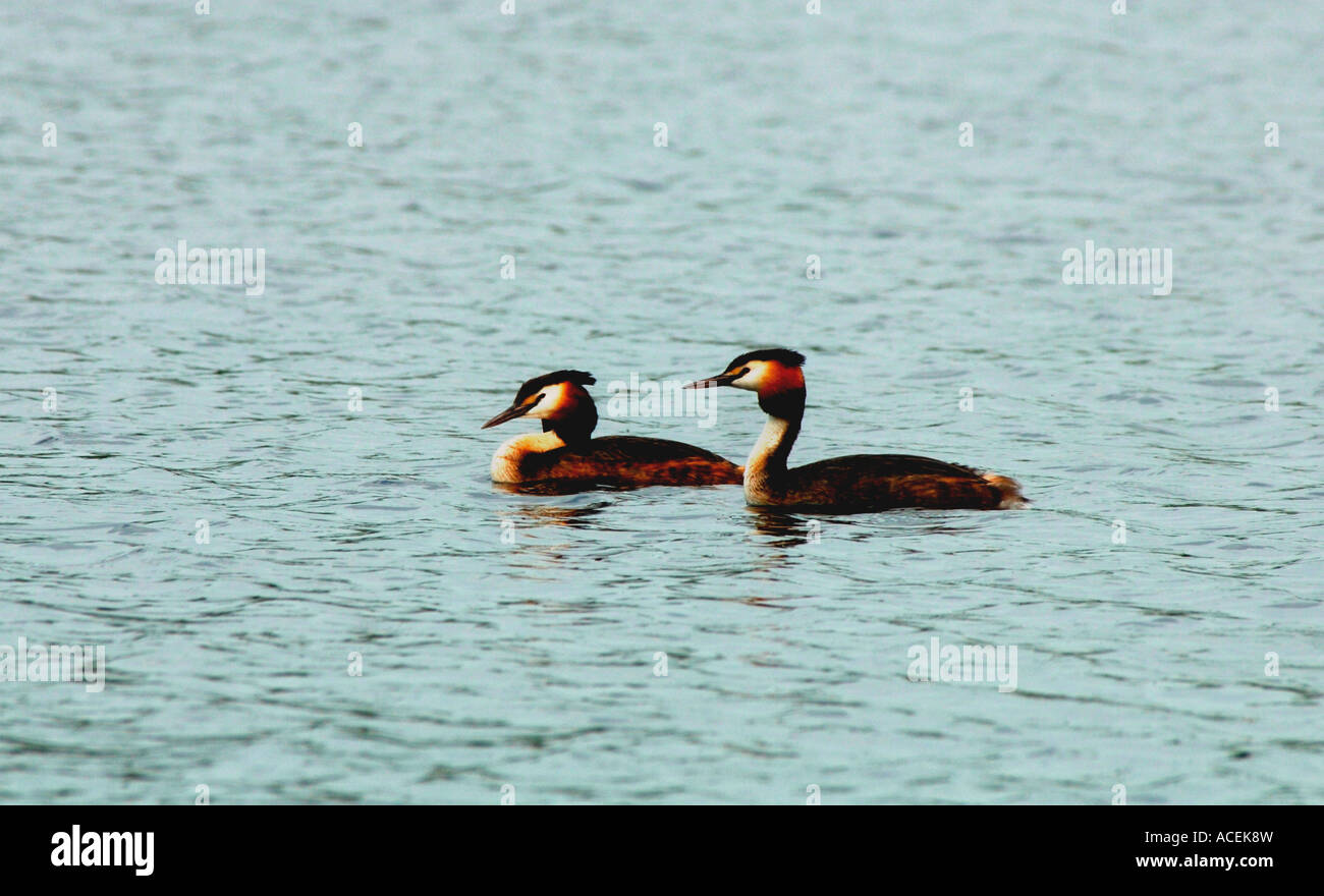 Une paire de grands grèbes huppés.(Podiceps cristatus). Banque D'Images