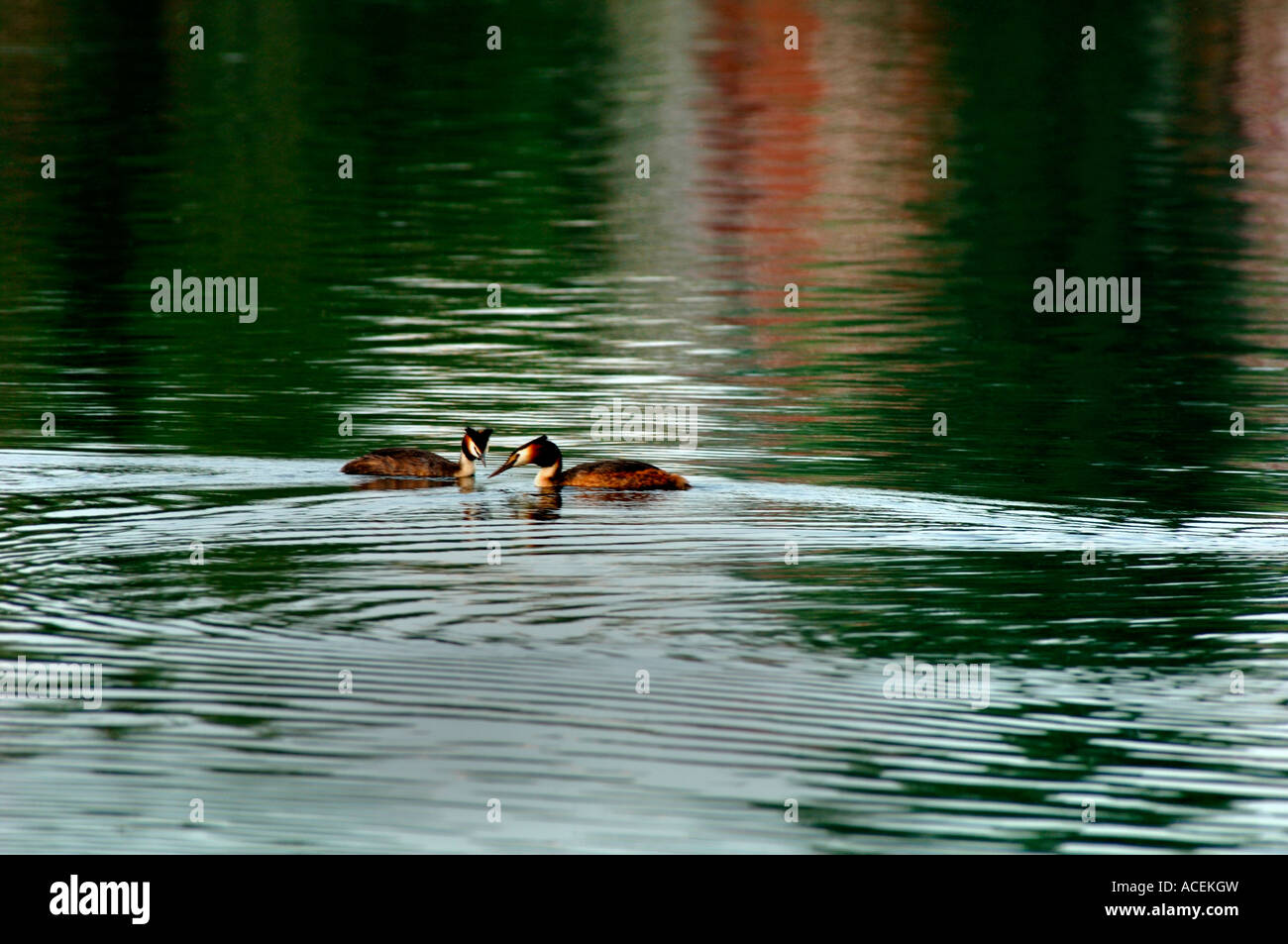 Une paire de grands grèbes huppés.(Podiceps cristatus). Banque D'Images