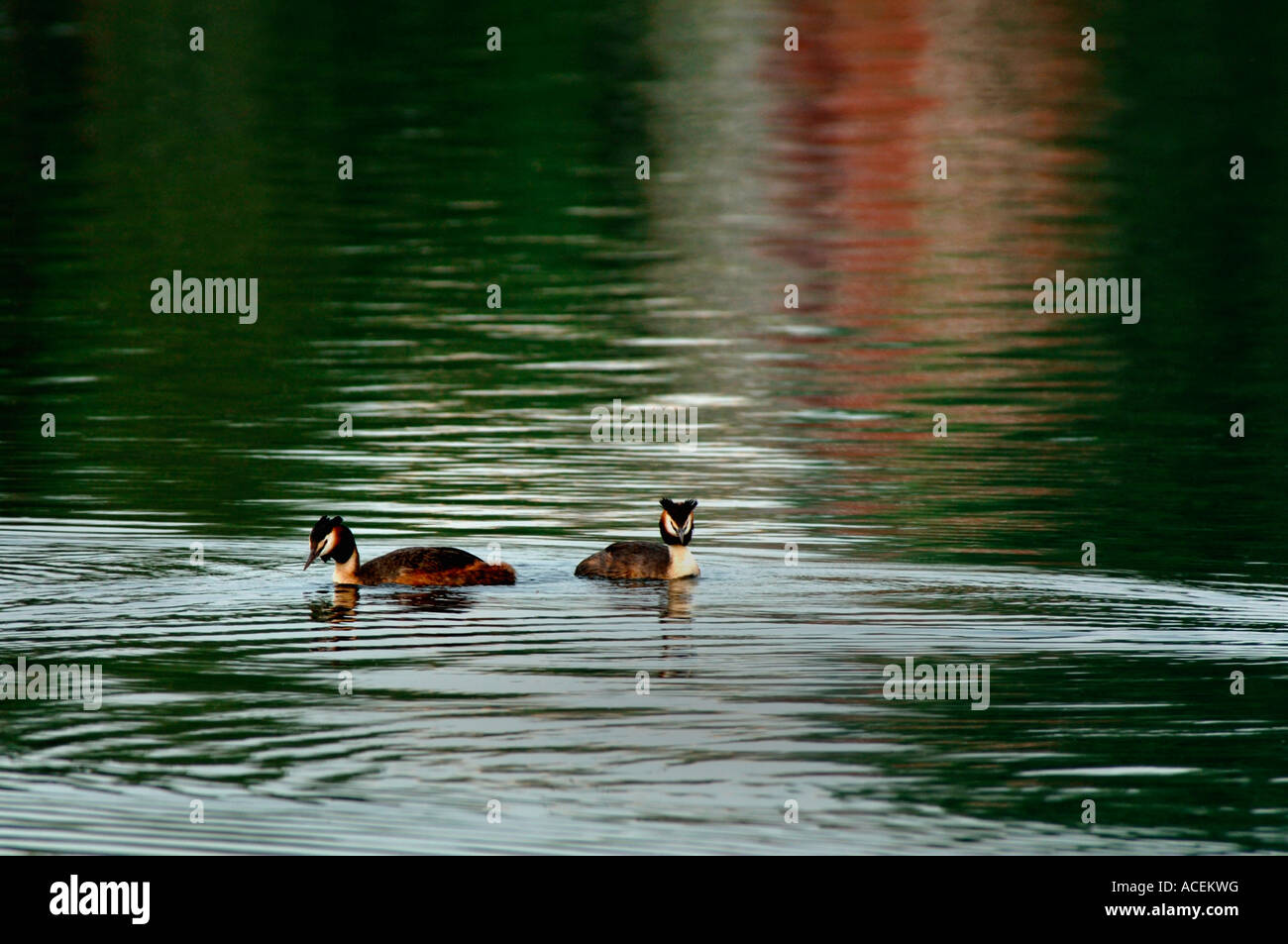 Une paire de grands grèbes huppés.(Podiceps cristatus). Banque D'Images