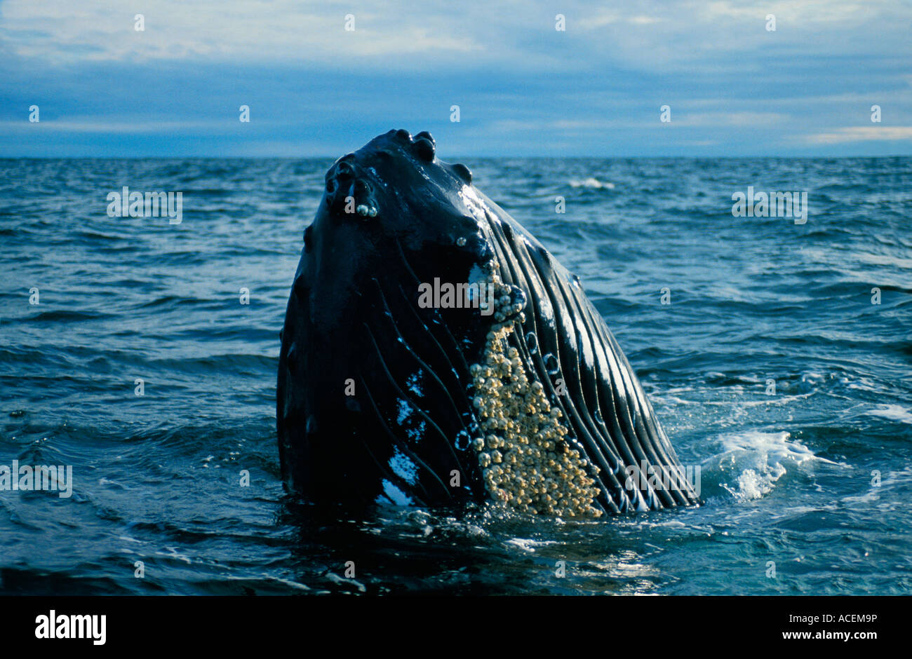 Baleine a bosse Megaptera novaeangliae Rorqual canada humpaback Banque D'Images