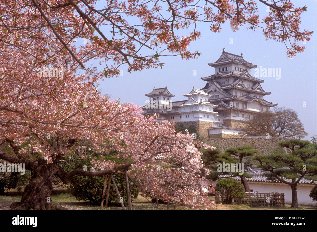Les fleurs de cerisier la trame héron blanc Château également connu sous le nom de Himeji Castle dans le Honshu central Banque D'Images