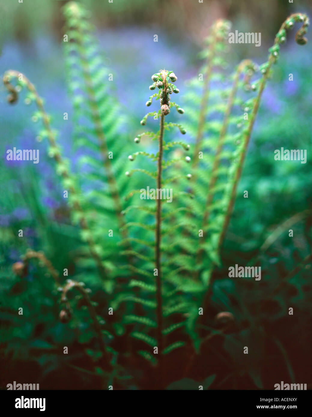 Le déploiement des frondes de fougère mâle Dryopteris filix mas dans un bois bluebell dans le Blackdown Hills Banque D'Images