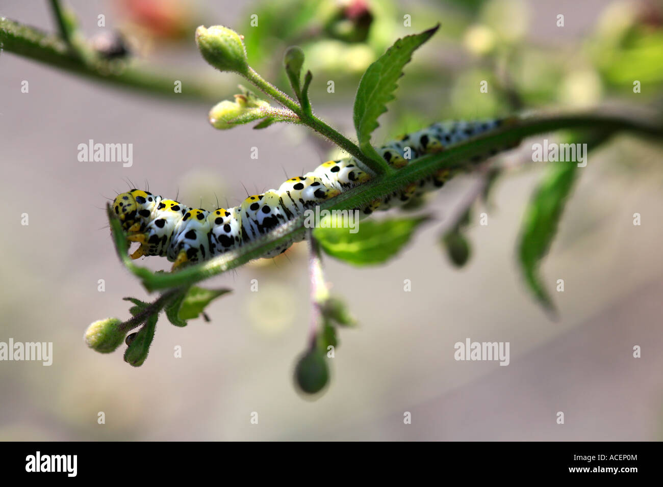 Close up de Caterpillar de la teigne de la molène Shargacucullia verbasci nourrir scrofulaire noueuse sur Banque D'Images