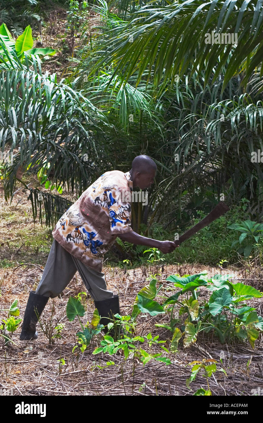 Farmer tendant les cultures sur ses terres sous l'huile de palme en croissance rapide sur les arbres, plantations, Ghana Banque D'Images