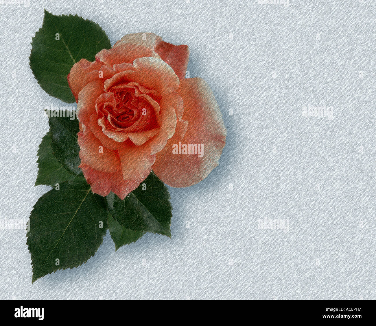 Flore : La Reine Elizabeth Rose Banque D'Images