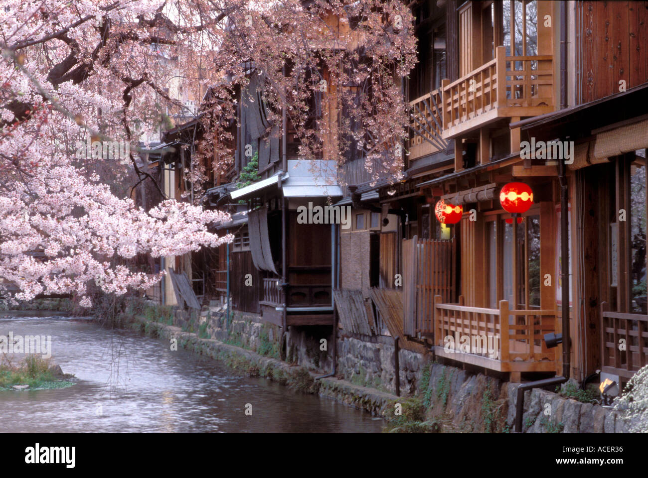 Maisons de la vieille ville et l'épanouissement des cerisiers à côté de la rivière Shirakawa dans l'historique quartier de Gion, Kyoto Banque D'Images