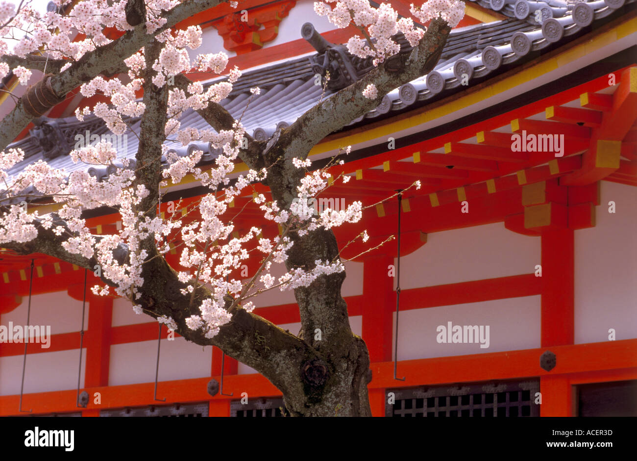 Blossoming cherry tree vu ici dans le contexte de Temple Kiyomizu-dera à Kyoto Banque D'Images
