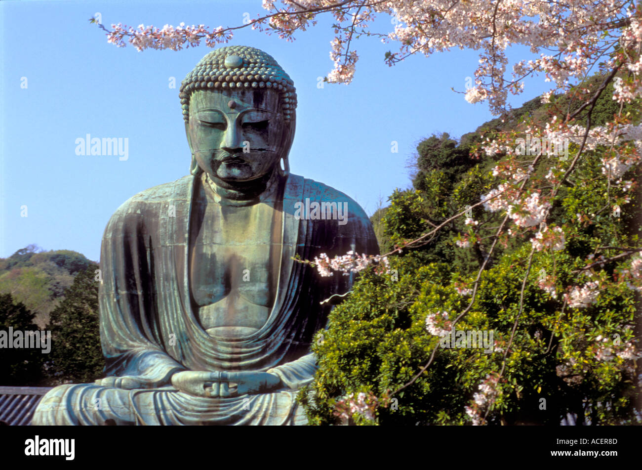 Statue du Grand Bouddha du Temple Kotokuin au printemps pendant la saison des cerisiers en fleur à Kamakura Banque D'Images