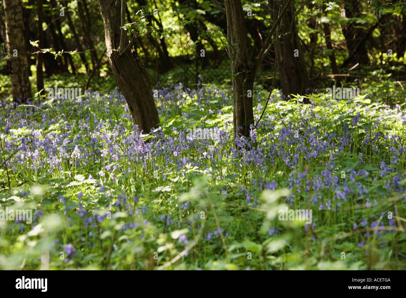 Jacinthes dans un bois bluebell, UK Banque D'Images